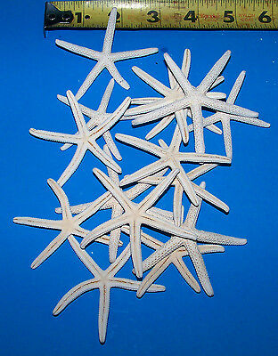 1 Dozen  Bleached White Finger Starfish  Star Fish 2" -3" Shells Craft Wedding
